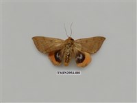 藏品(夜蛾322)的圖片